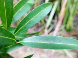 Image of Nestegis lanceolata (Hook. fil.) L. A. S. Johnson