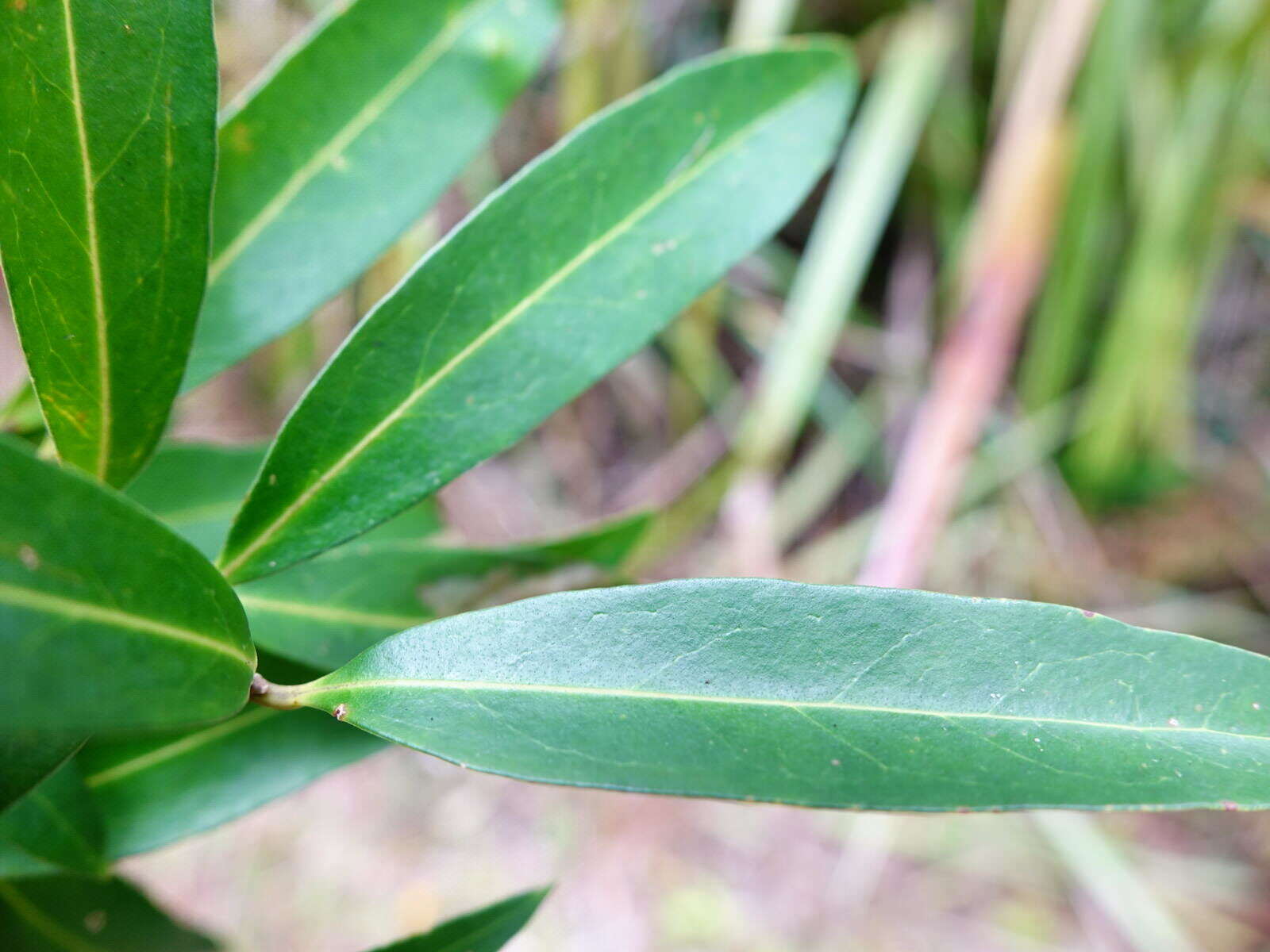 Image of Nestegis lanceolata (Hook. fil.) L. A. S. Johnson