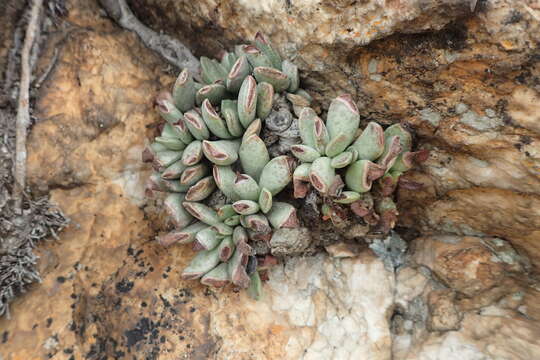 Image of Adromischus umbraticola C. A. Smith