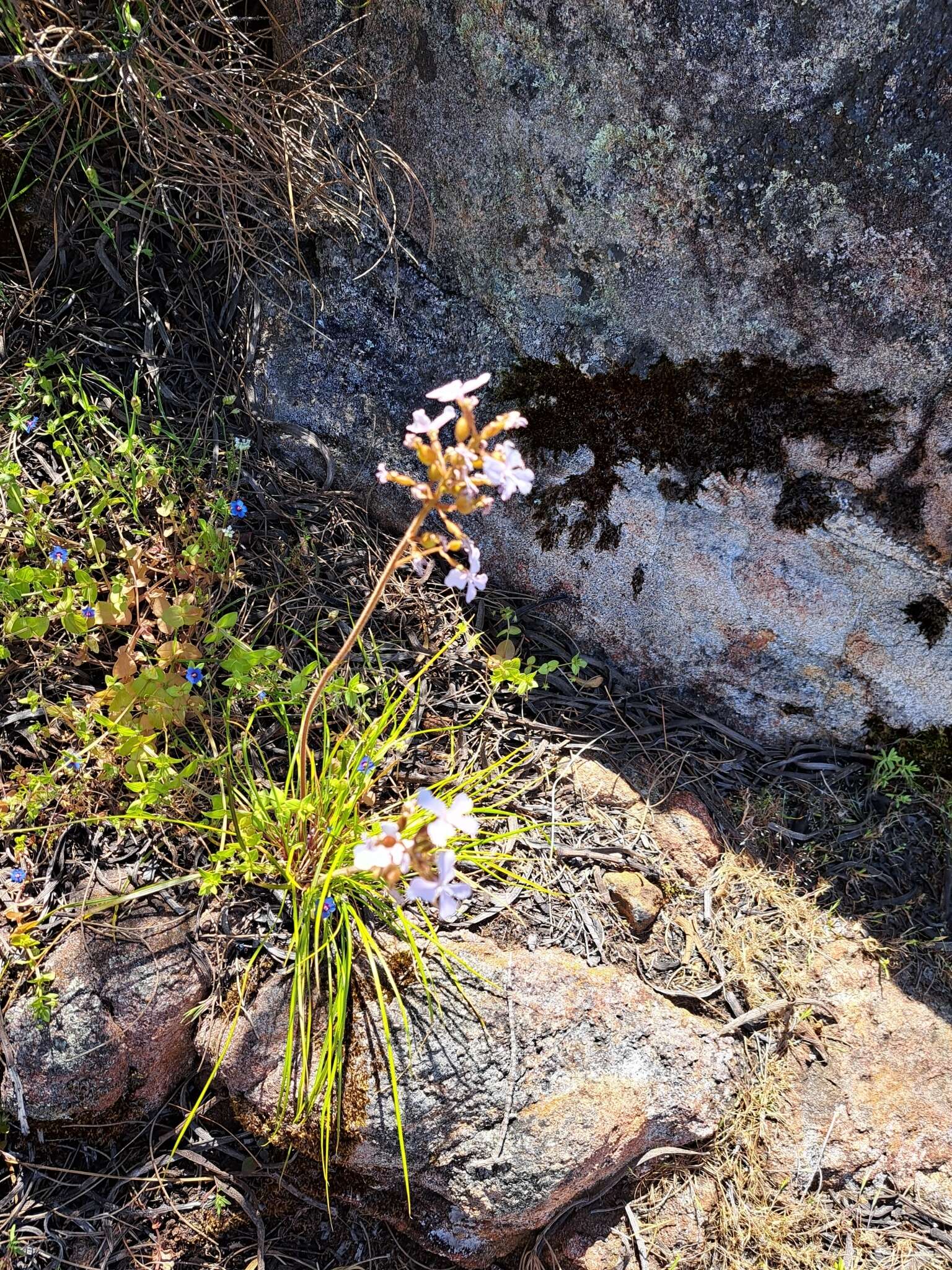 Image of Stylidium affine Sonder