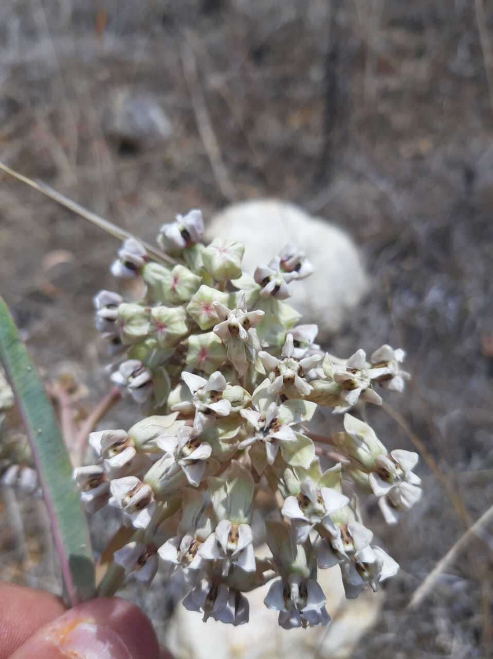 Image of nodding milkweed