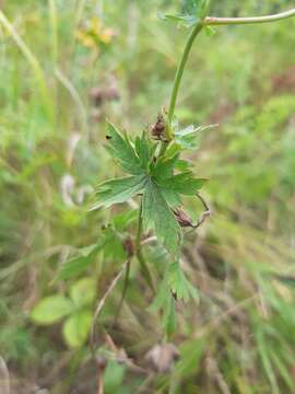 Image of Geranium collinum Stephan ex Willd.