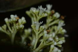 Image of Psychotria truncata Wall.