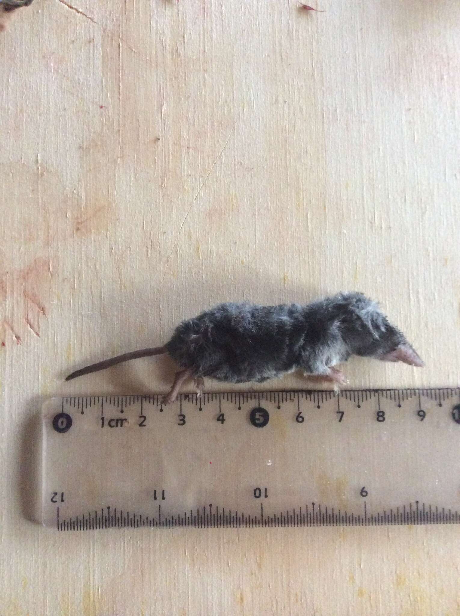 Image of Yucatan Small-eared Shrew