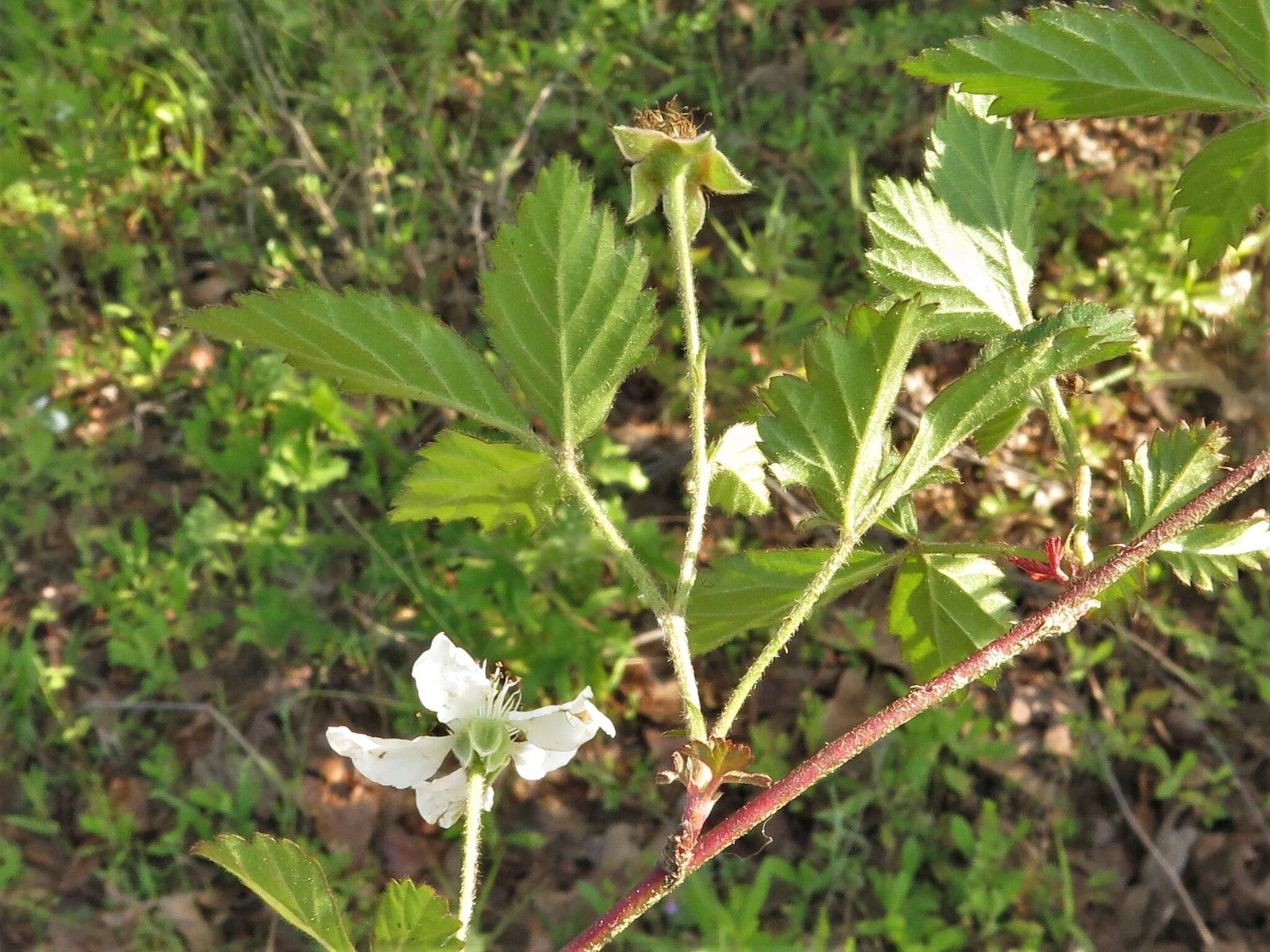 Image of northern dewberry