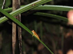 Image of Gunther's Banded Treefrog