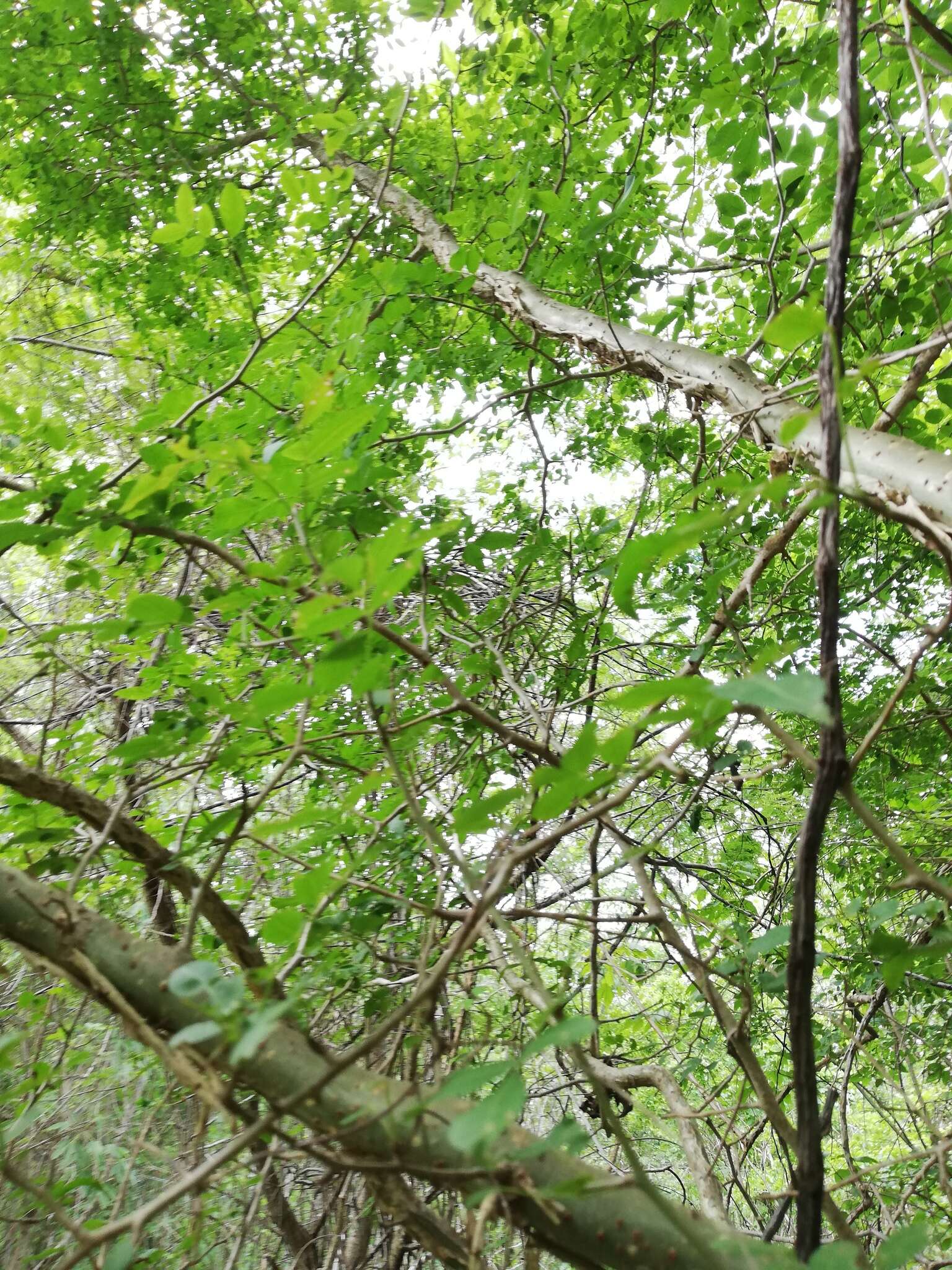 Image of Bursera silviae Rzed. & Calderón