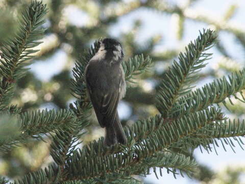 Image of Periparus ater ater (Linnaeus 1758)