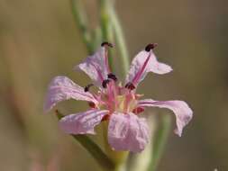 Plancia ëd Lythrum californicum Torr. & Gray