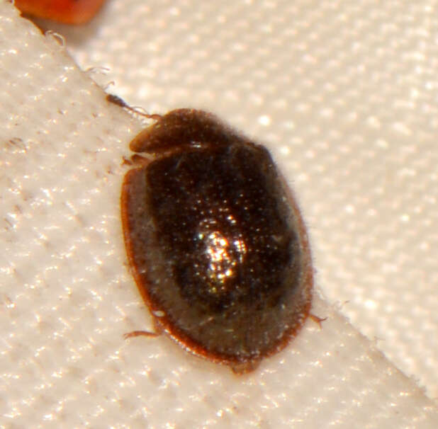 Image of <i>Thymalus marginicollis</i>