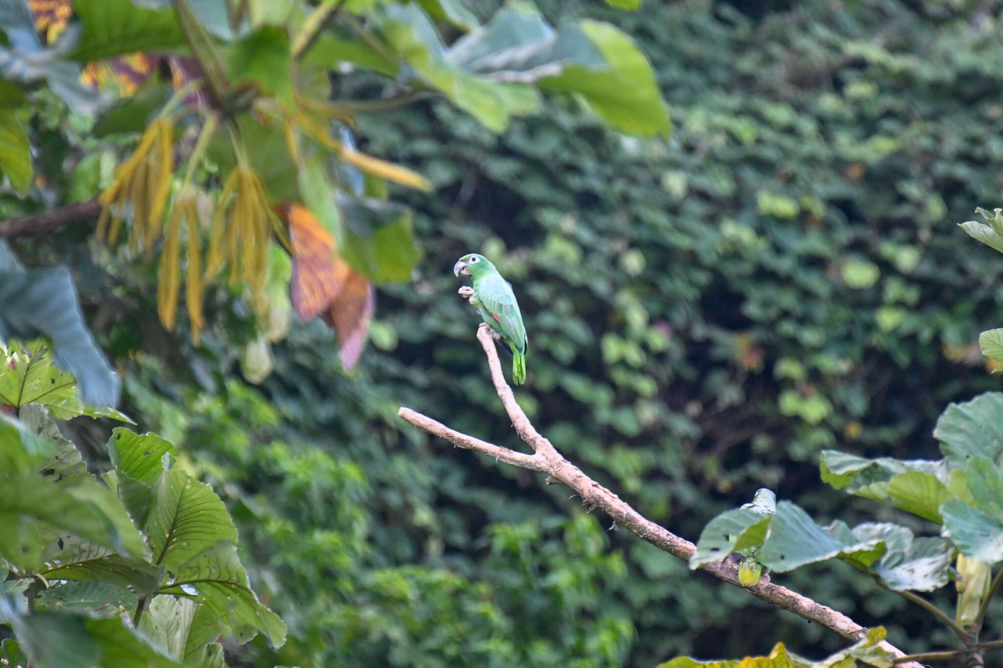 Image of Southern Mealy Amazon