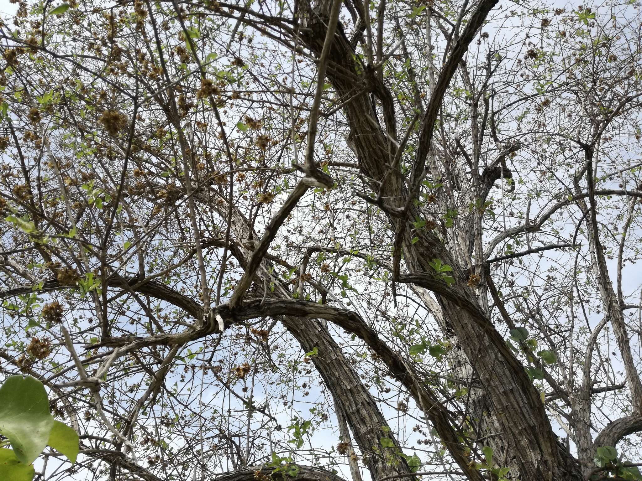 Image of Nahuatlea arborescens (Brandegee) V. A. Funk