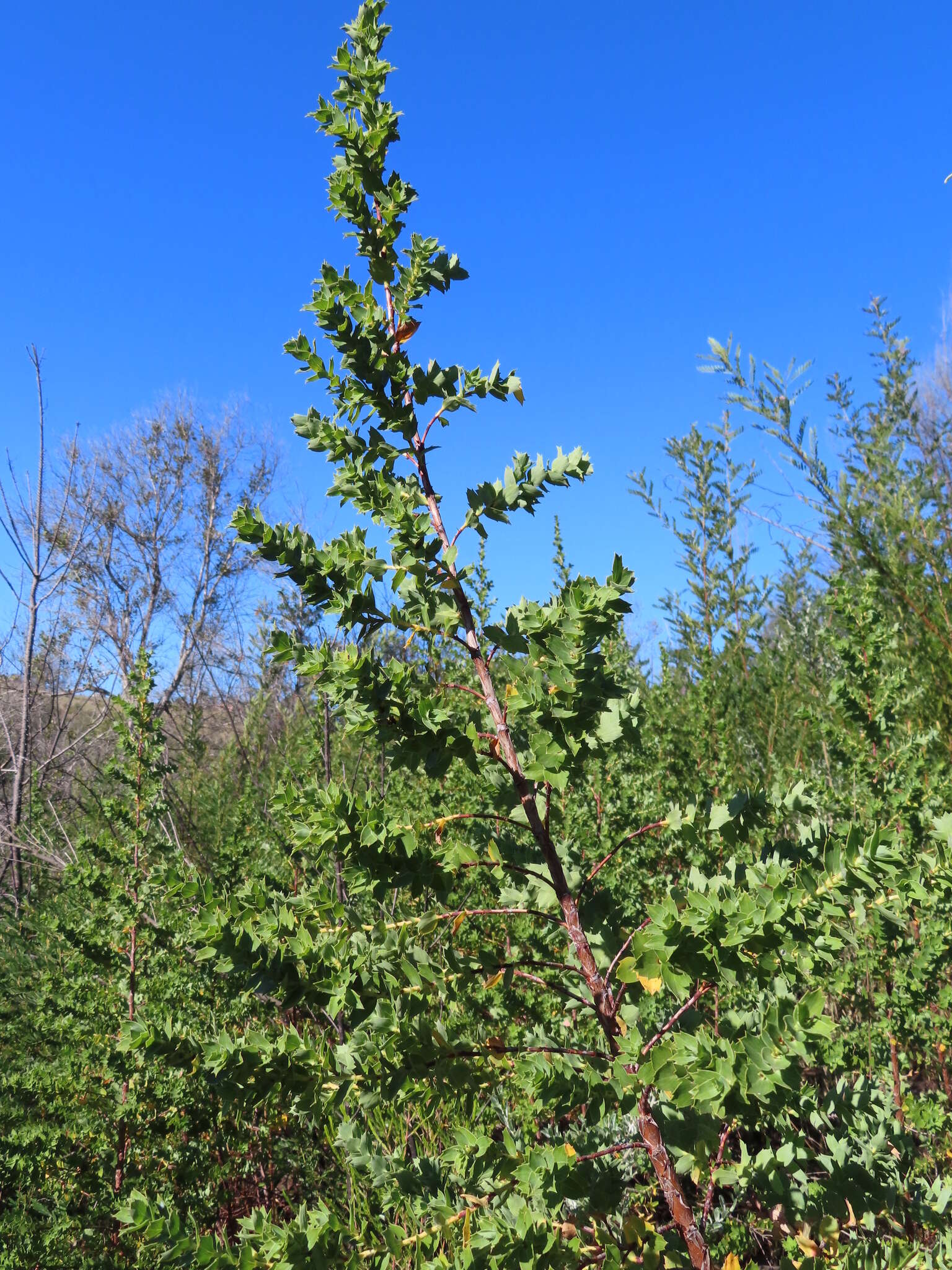 Слика од Cliffortia ilicifolia L.