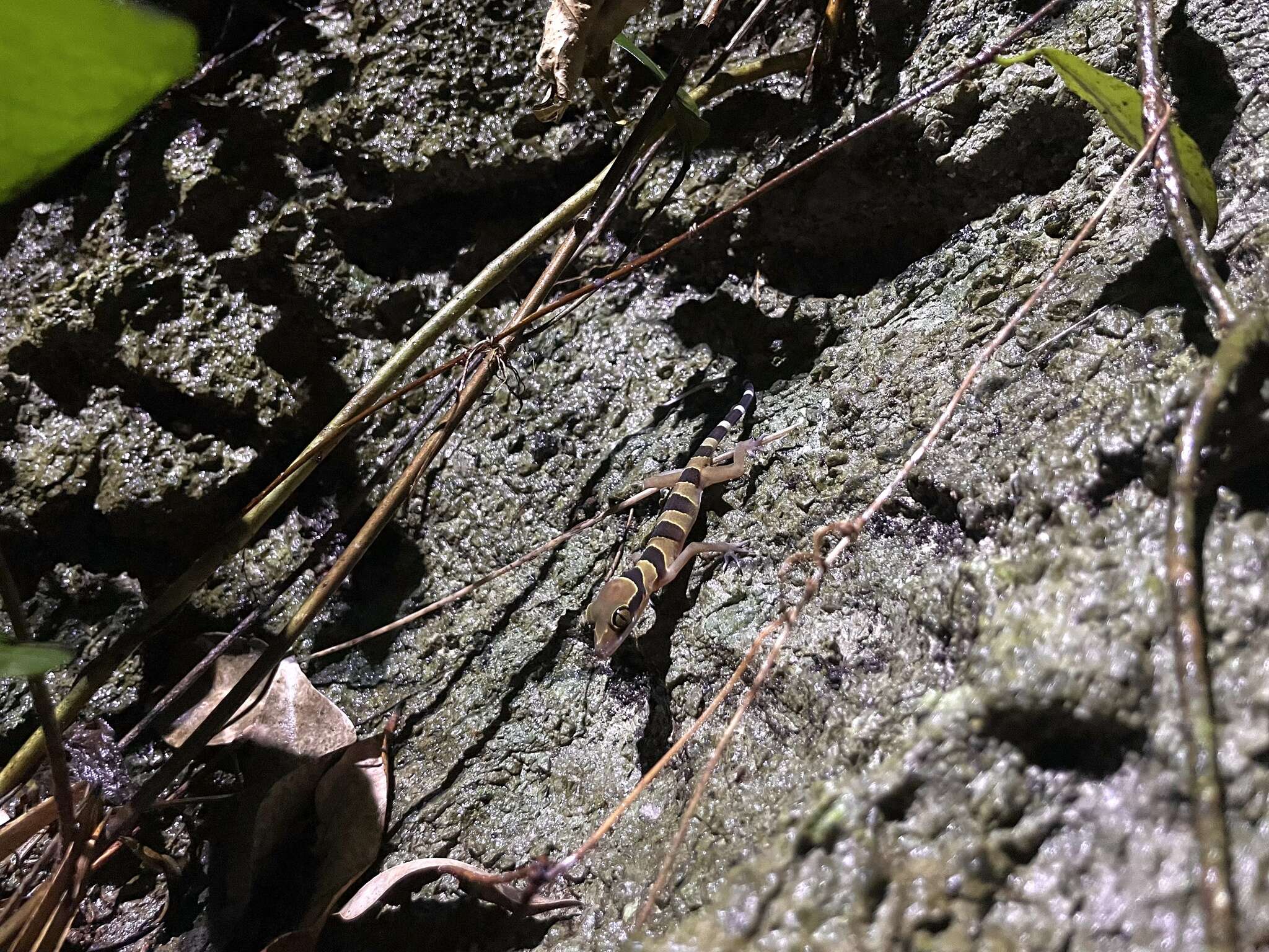 Image of Cyrtodactylus lekaguli Grismer, Wood Jr, Quah, Anuar, Muin, Sumontha, Ahmad, Bauer, Wangkulangkul, Grismer & Pauwels 2012