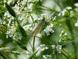 Image of Wood White