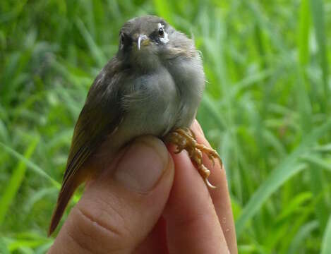 Image of Mauritius Olive White-eye