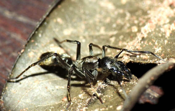 Image of Sphecotypus