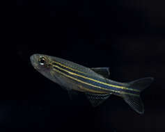 Image of Danio