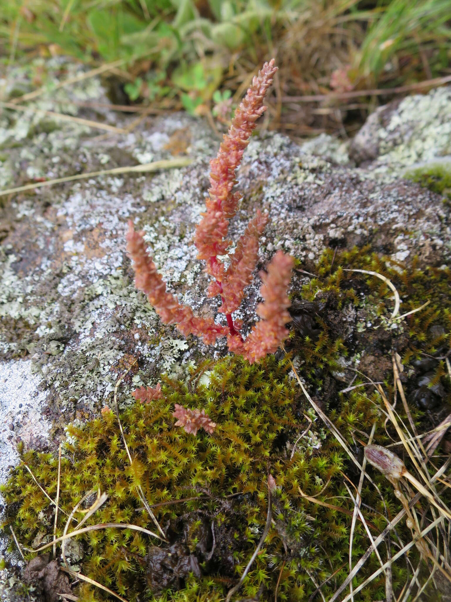 Image of Crassula colligata subsp. colligata