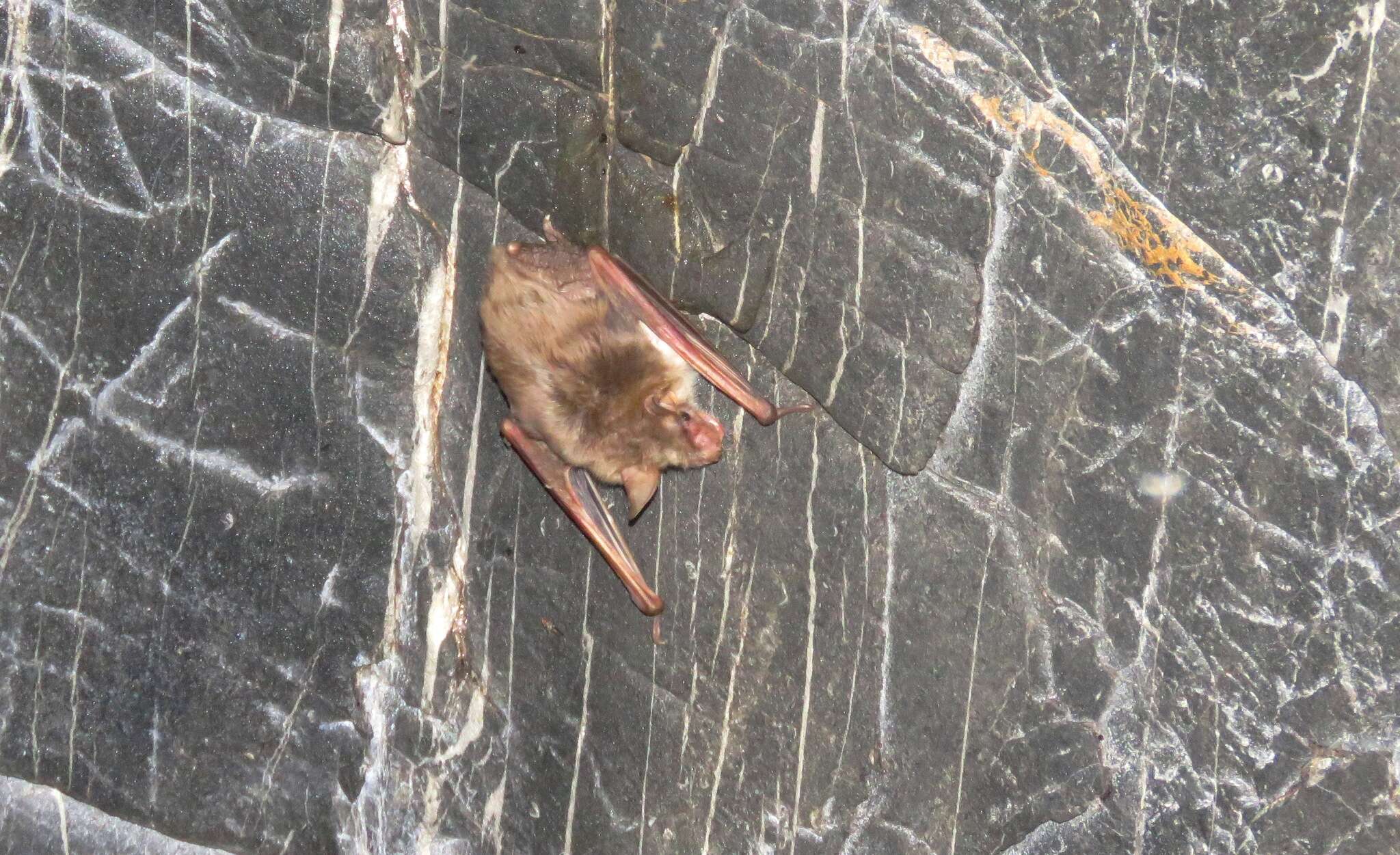 Image of Lesser Mouse-eared Bat