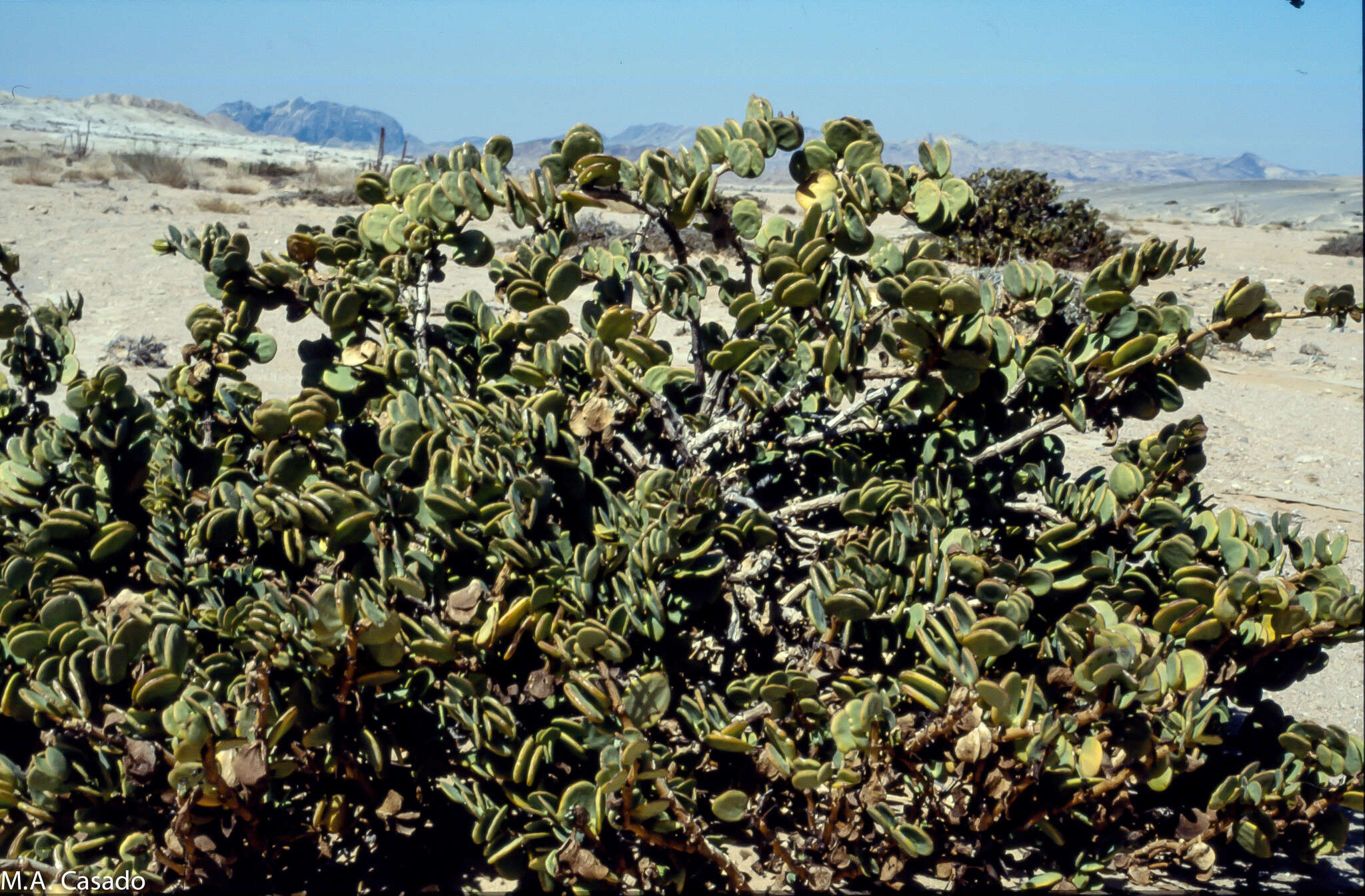 Image of Tetraena stapfii (Schinz) Beier & Thulin