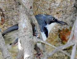 Image of Apalis thoracica claudei Sclater & WL 1910