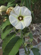 Imagem de Ipomoea murucoides Roem. & Schult.