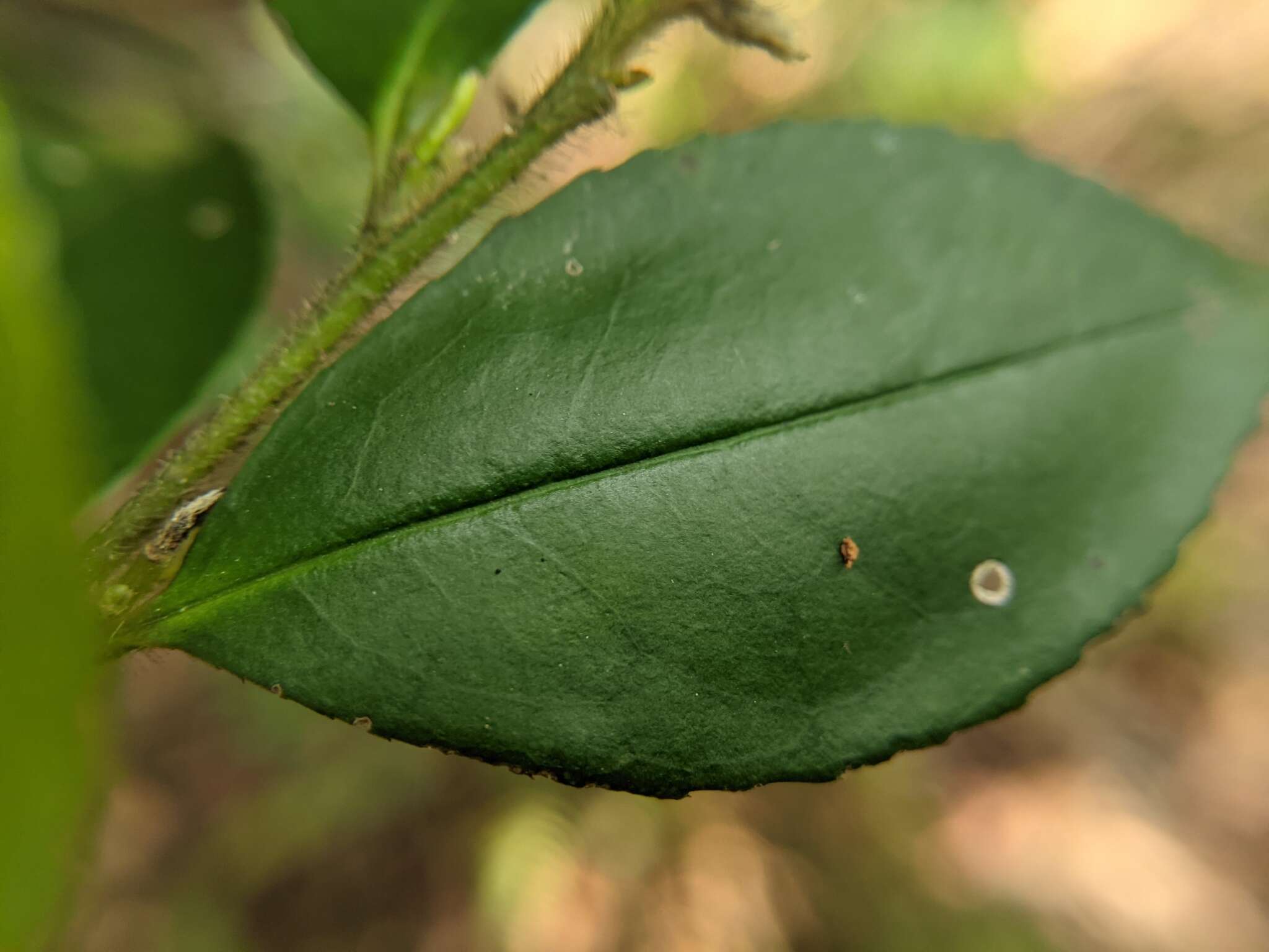 Image de Eurya leptophylla Hayata