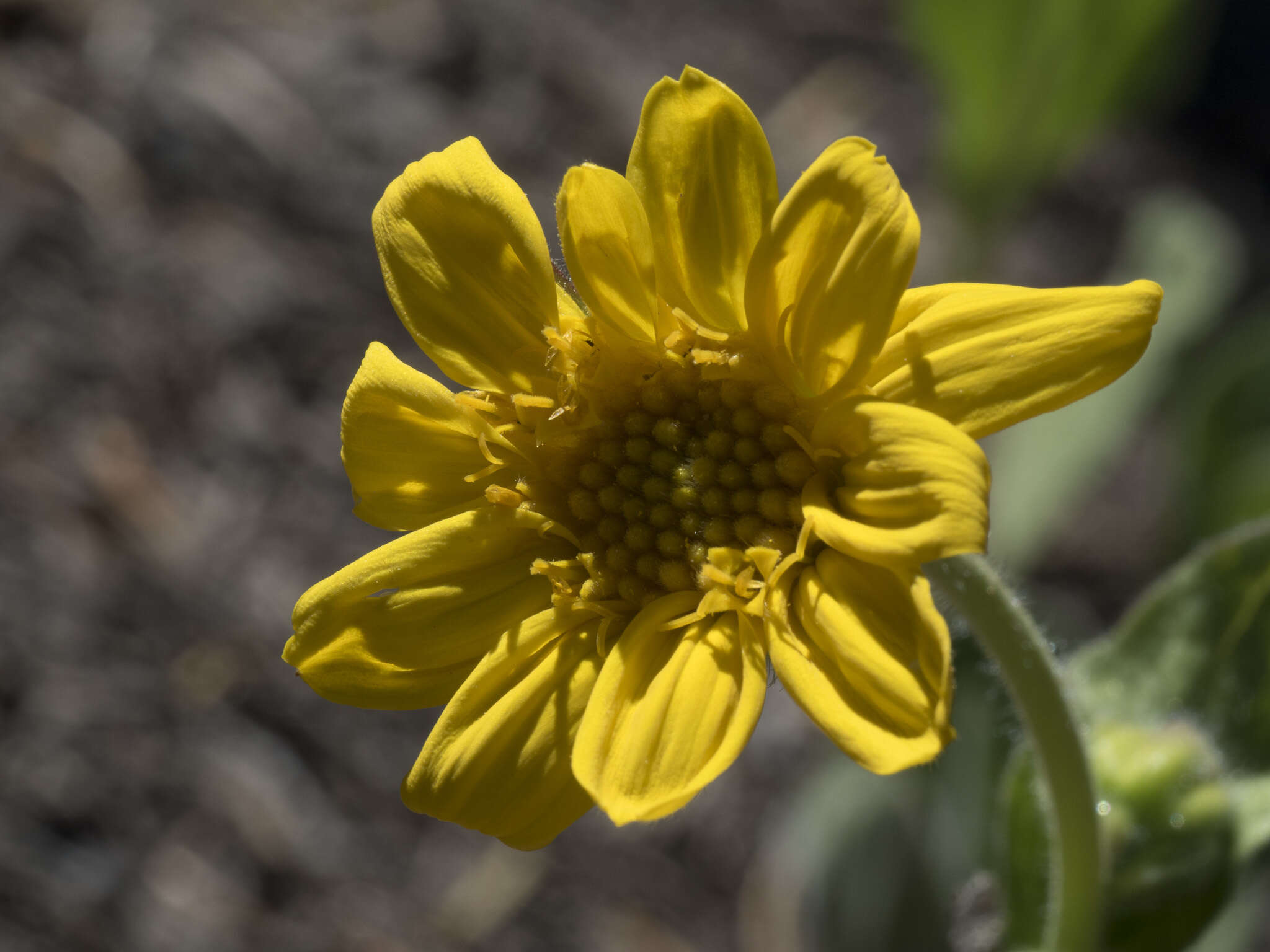 Слика од Arnica nevadensis A. Gray