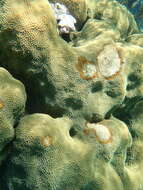 Image of Mountainous Star Coral