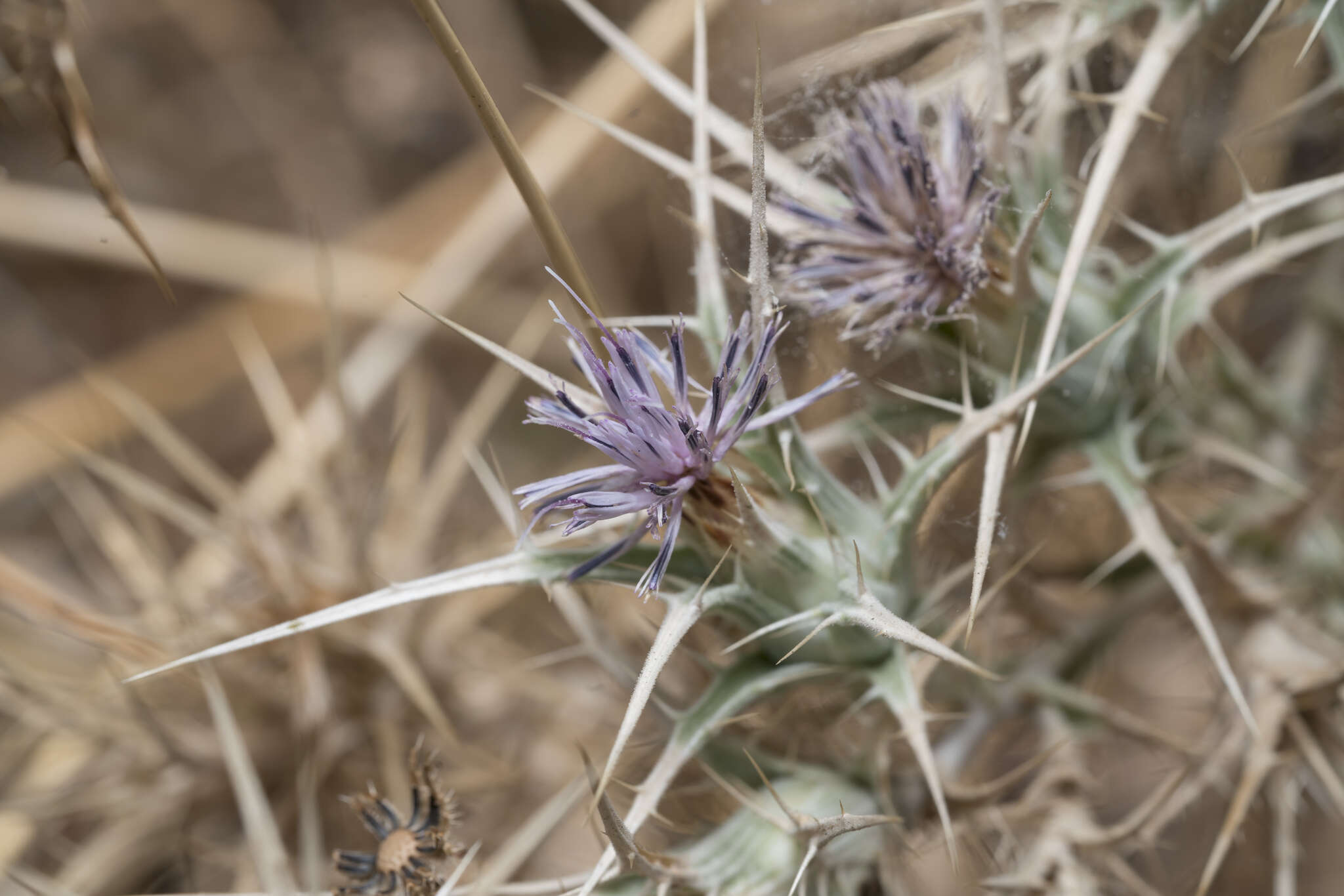 Image of Red Toothed Star-thistle