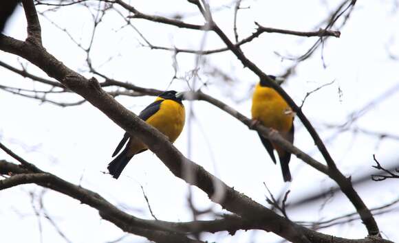 Image of Collared Grosbeak