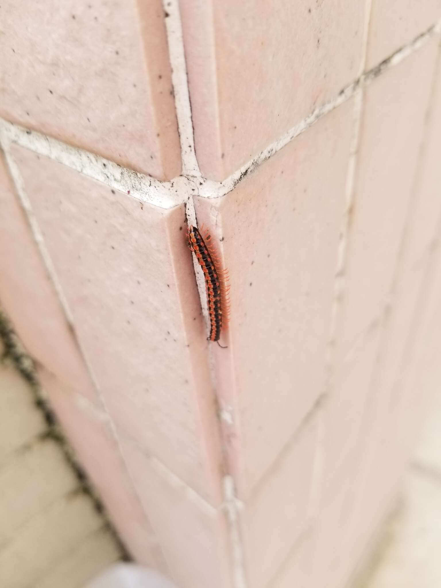 Image of Millipede