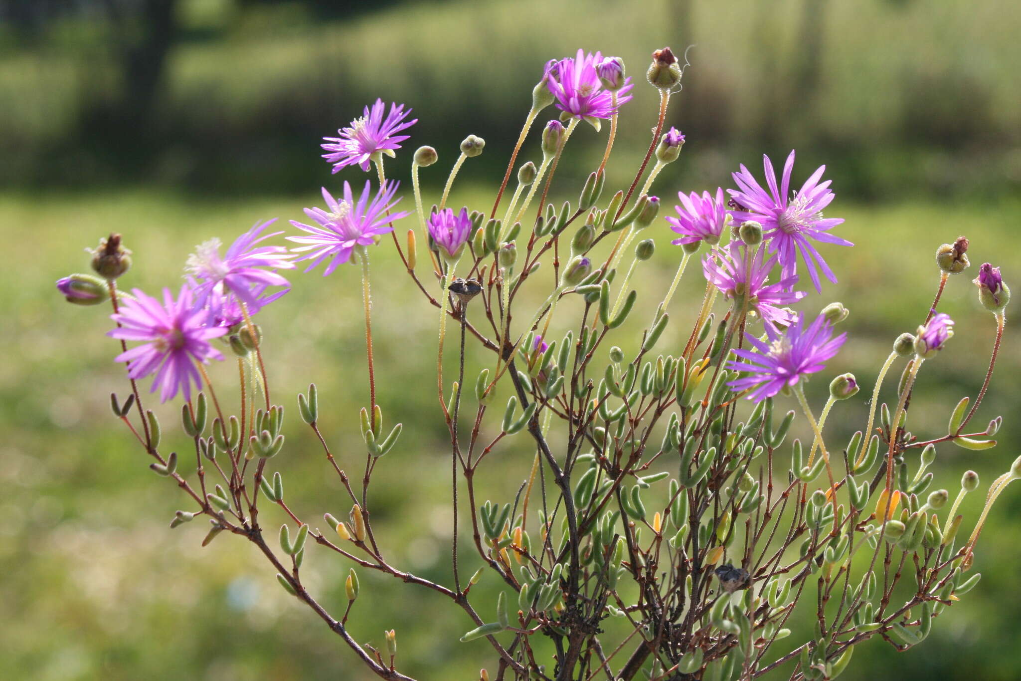 Image of Drosanthemum giffenii (L. Bol.) Schwant. apud Jacobsen