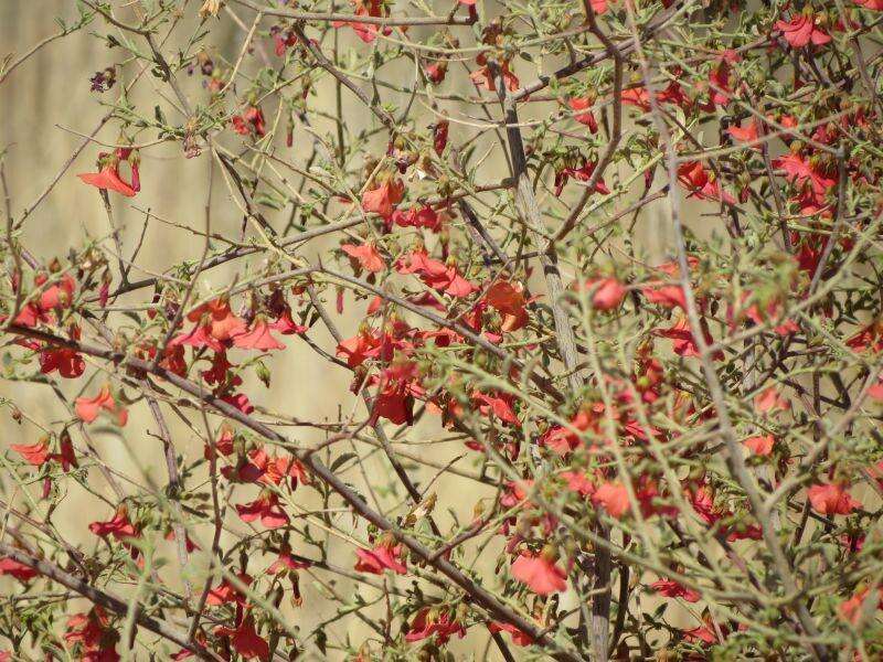 Hermannia burchellii (Sweet) Verdoorn的圖片