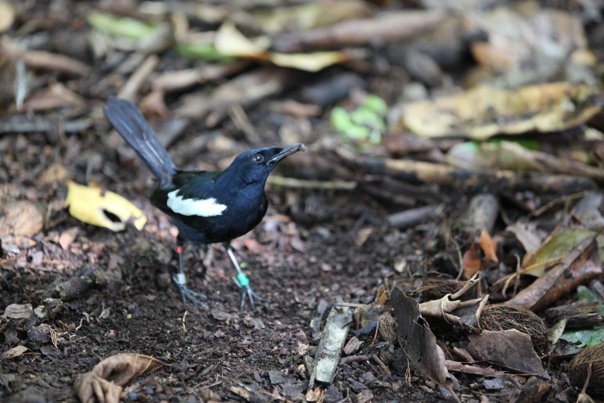 Image of Seychelles magpie-robin