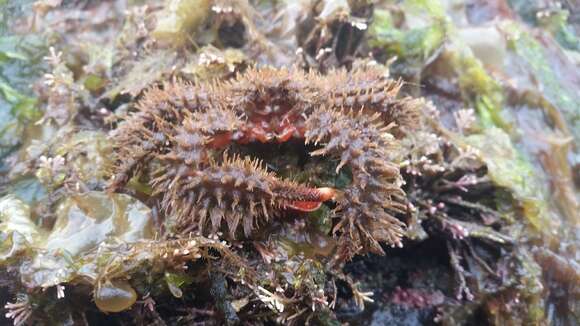 Image of hairy crab