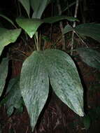 Image of Asplundia brachyphylla Harling