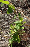 Image de Cissampelos capensis Thunb.