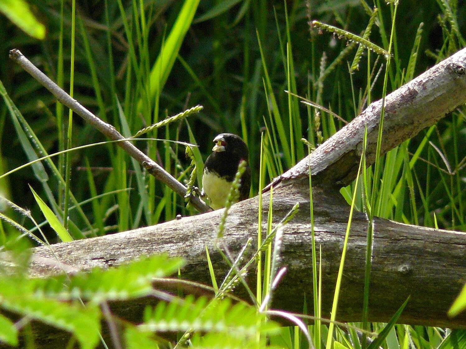 صورة Sporophila nigricollis (Vieillot 1823)