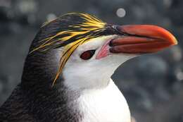 Image of Royal Penguin