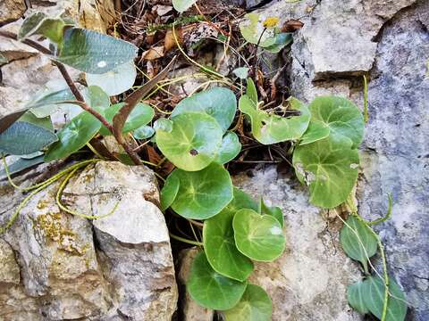 Image of Peperomia bracteata A. W. Hill