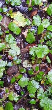 Image of Hydrocotyle microphylla A. Cunn.