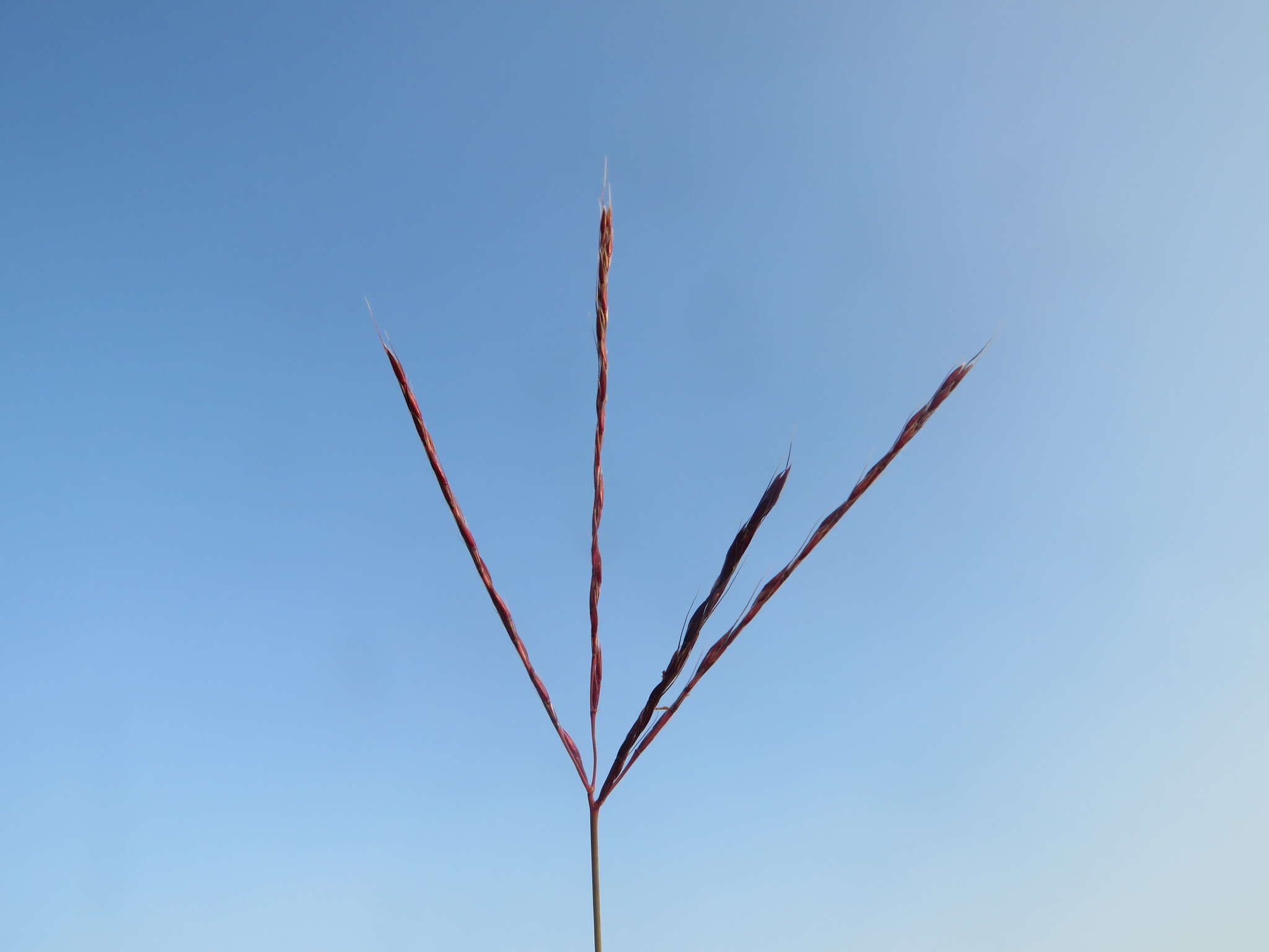 Image of Andropogon appendiculatus Nees