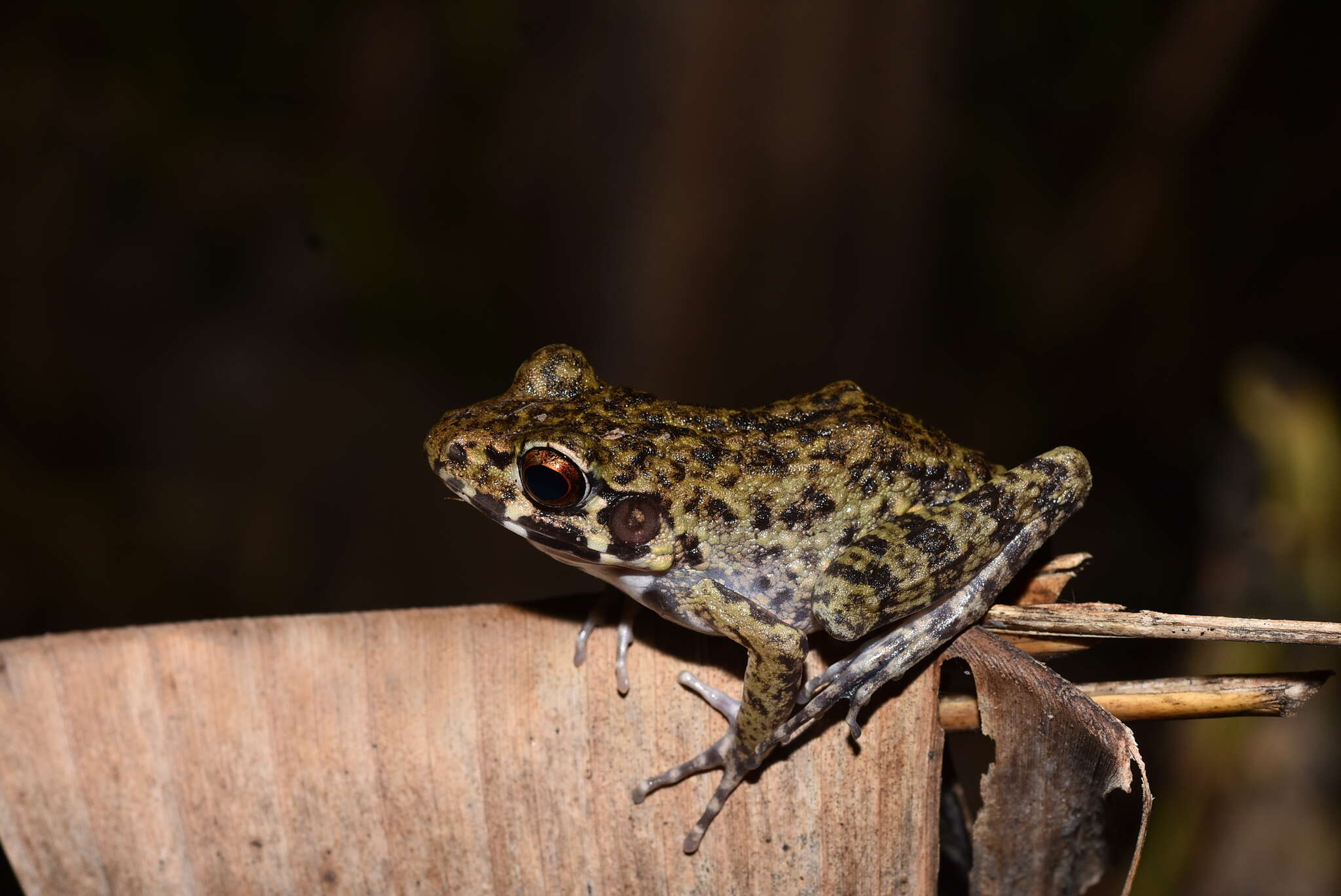 Imagem de Pulchrana glandulosa (Boulenger 1882)