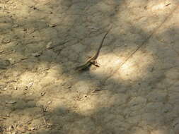 Image of Common Spotted Whiptail