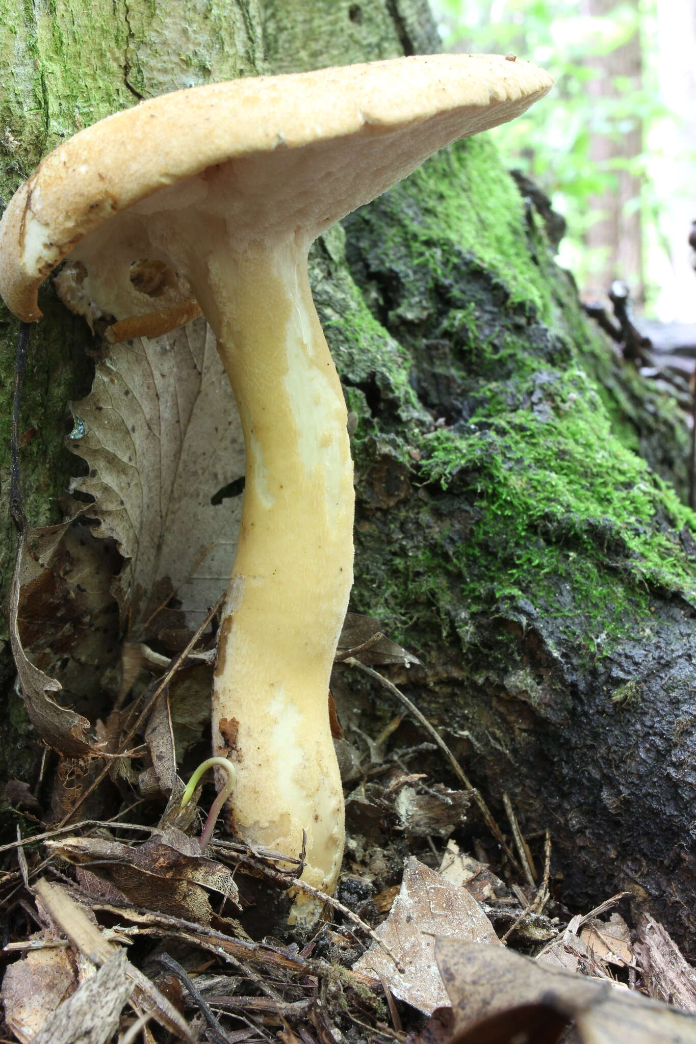 Polyporus radicatus Schwein. 1832 resmi