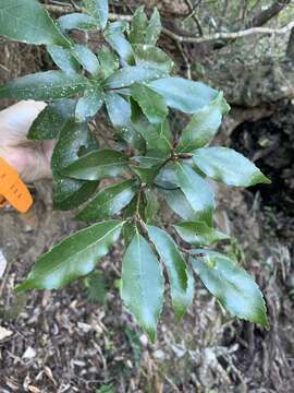 Image of ring-cup oak