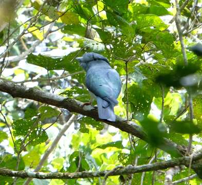 Plancia ëd Leptosomus discolor discolor (Hermann 1783)