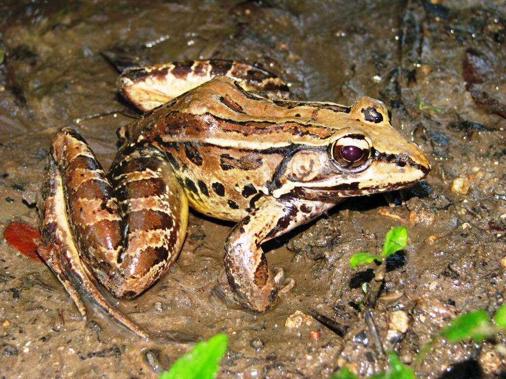 Image of Lithobates brownorum (Sanders 1973)